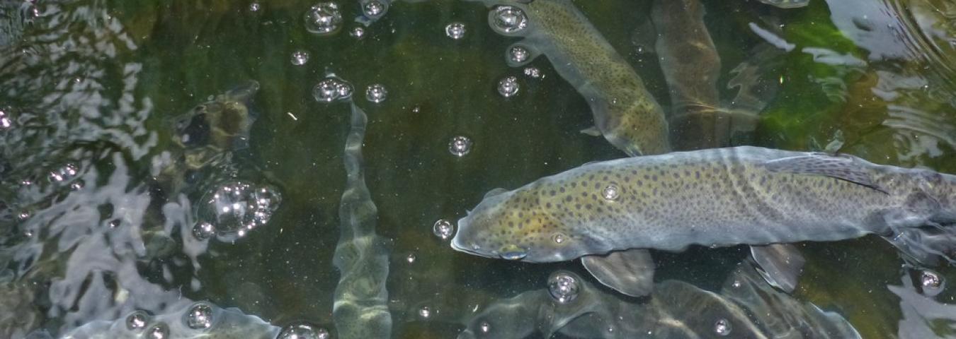 L’élevage de la truite et la culture de légumes dans un jardin, grâce à une symbiose thermodynamique par des bactéries.